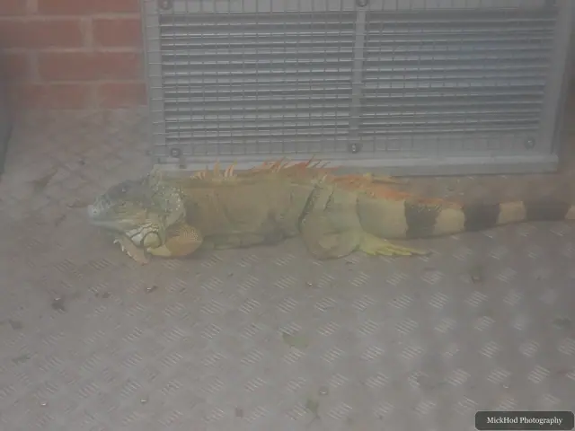 A gecko rests inside its enclosure.