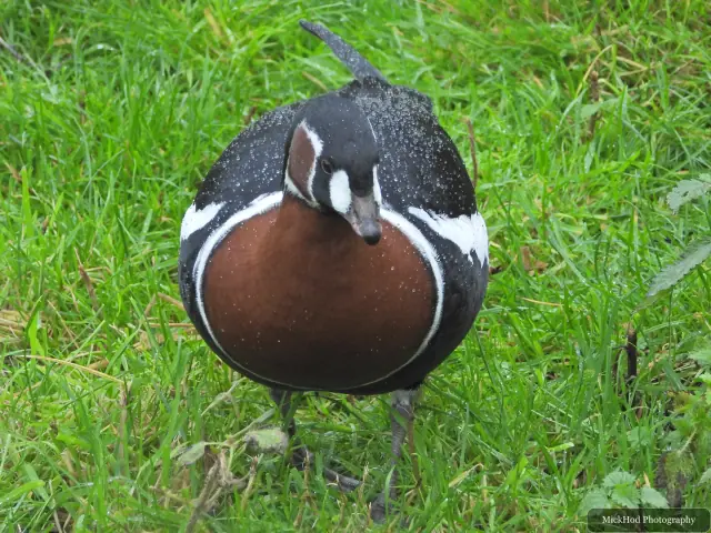 A Red-breasted Goose stands near the water.