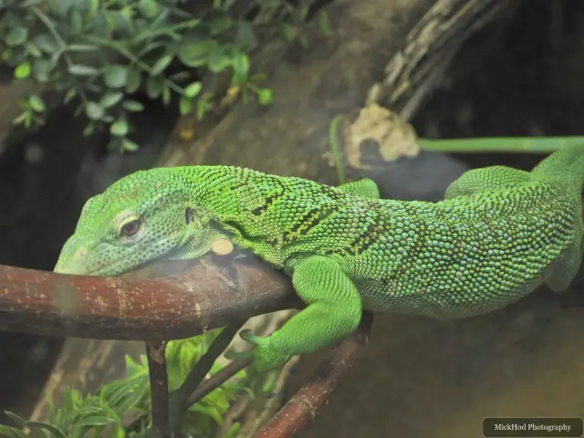 A green iguana rests along a branch.