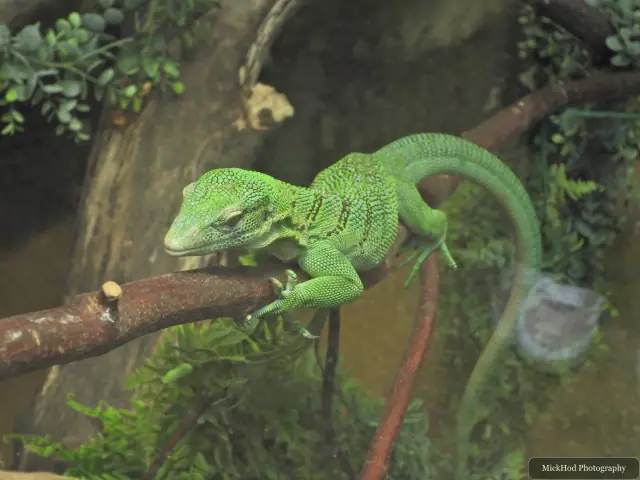 A green iguana stretches across a branch.