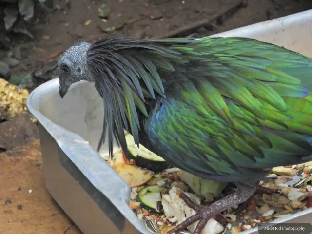 A Nicobar pigeon feeds from a dish.