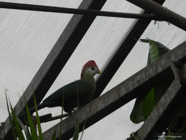 A Red-crested Turaco perches among the aviary beams.