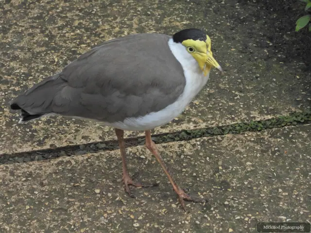A masked lapwing stands on the path.
