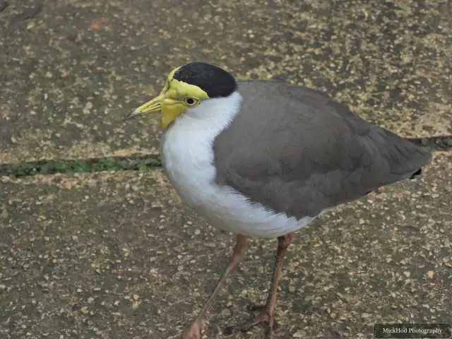 A masked lapwing pauses on one leg.