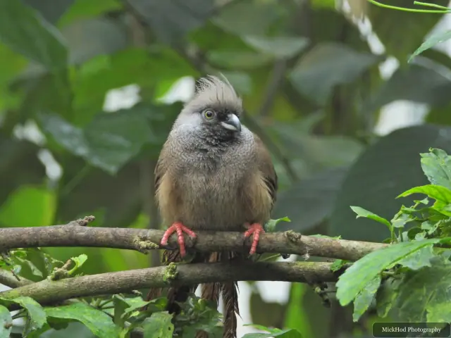 A Speckled Mousebird perches among the branches.