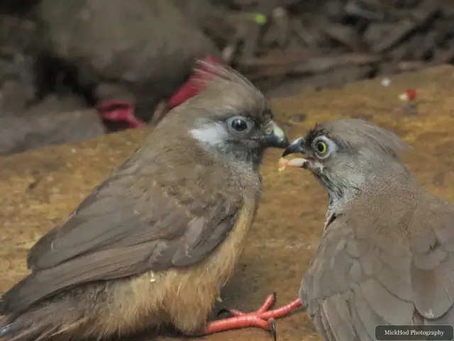 Two Speckled Mousebirds meet beside the feeding tray.