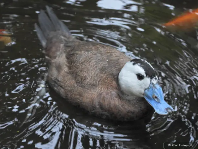 A Muscovy duck swims in the pond.