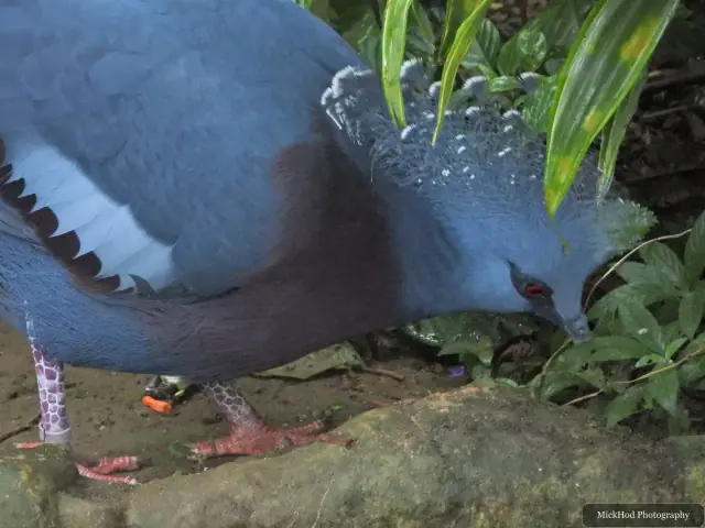 A Victoria crowned pigeon feeds beside the pond.