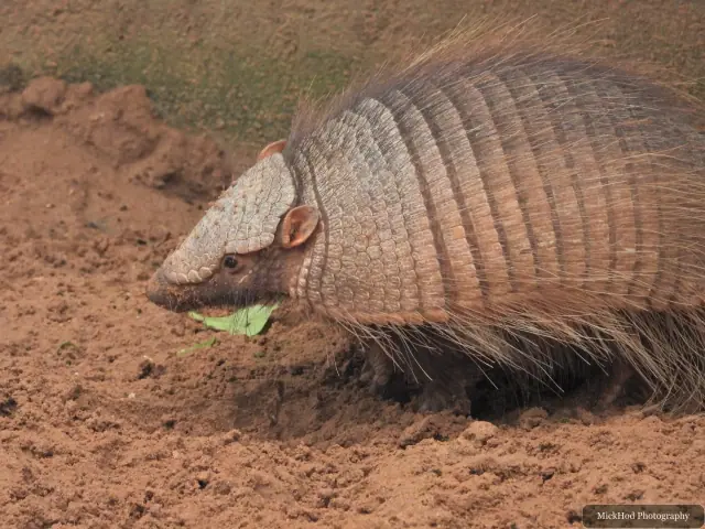 A Greater Hairy Armadillo searches the ground for food.