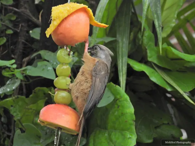 A Speckled Mousebird feeds from a piece of fruit.