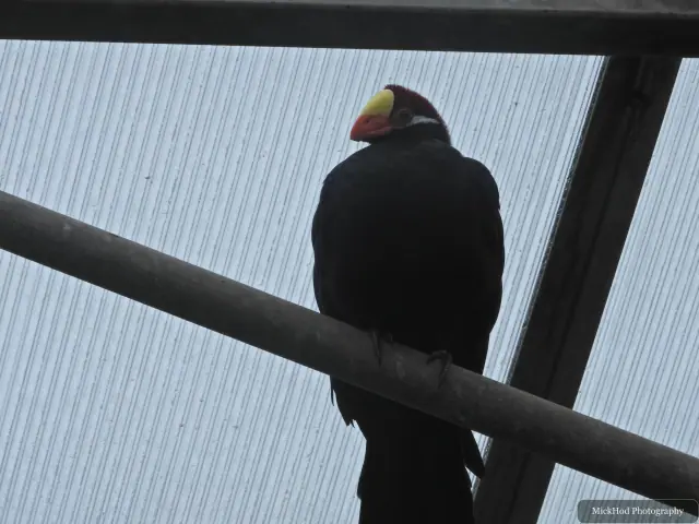 A Violet Turaco perches on a beam inside the aviary.