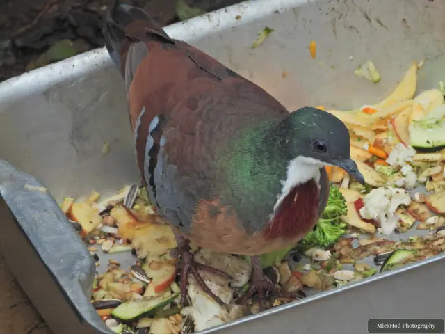 A Mindanao Bleeding-heart Dove stands near the feeding area.