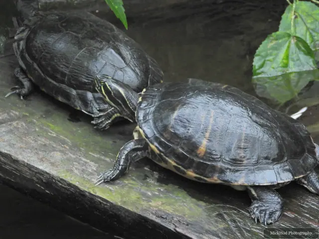 Two red-eared sliders rest together on a wooden ledge.
