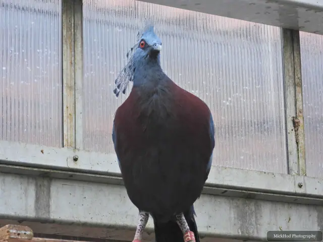 A Victoria crowned pigeon stands inside the aviary.