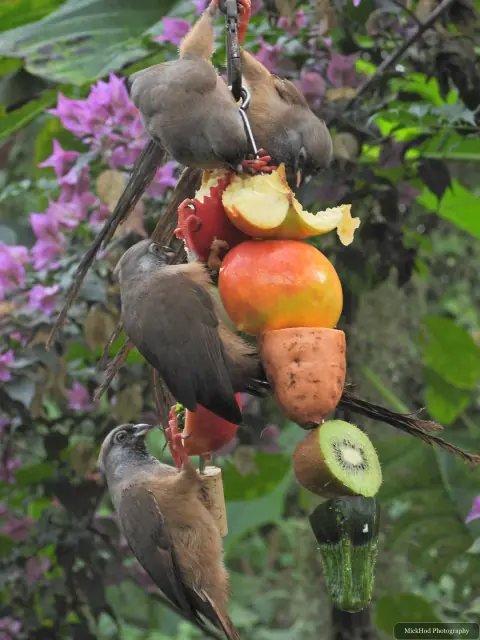 Several Speckled Mousebirds gather around the fruit tray.