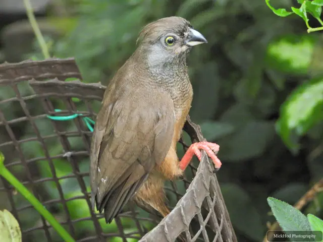 A Speckled Mousebird perches beside the feeder.