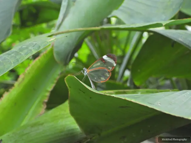 A glasswing butterfly rests on a leaf, its transparent wings edged in orange.