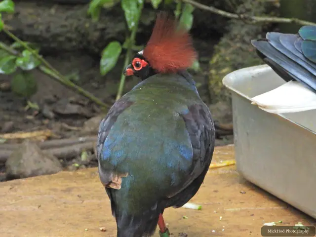 A Red-crested Wood Partridge feeds near the aviary floor.
