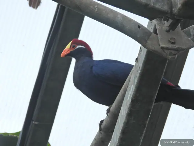 A Violet Turaco stands on a beam inside the aviary.