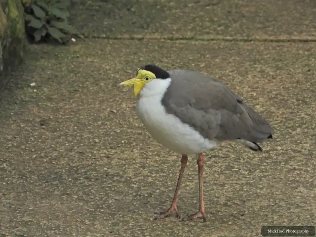 A masked lapwing walks across the path.