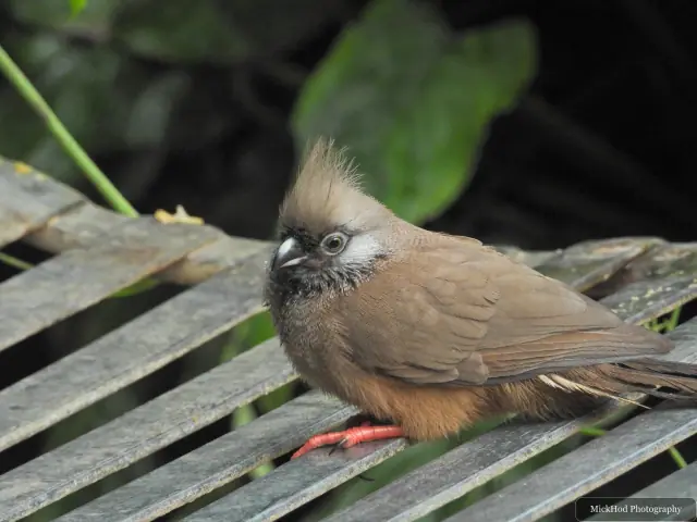 A Speckled Mousebird rests on a wooden bench.