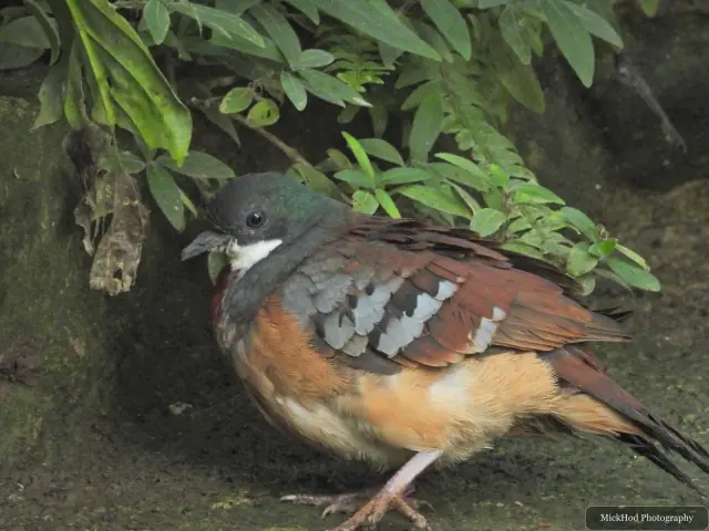A Mindanao Bleeding-heart Dove stands beneath the foliage.