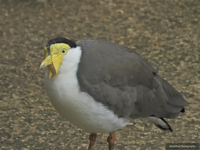 A masked lapwing looks towards the camera.