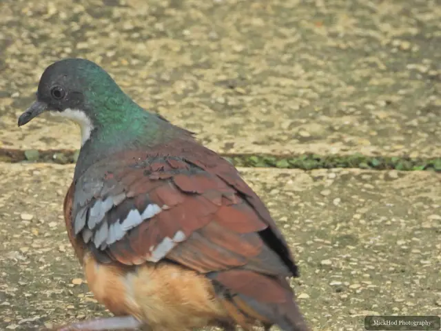 A Mindanao Bleeding-heart Dove walks across the aviary floor.