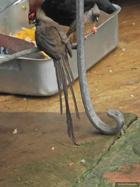 A Speckled Mousebird stands beside the feeding tray.