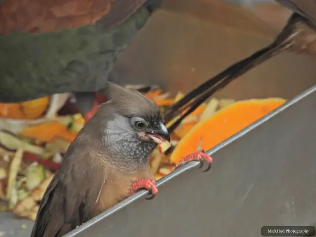 A Speckled Mousebird feeds from a piece of fruit.