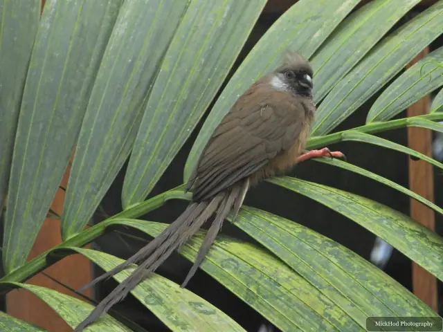 A Speckled Mousebird perches among the tropical leaves.
