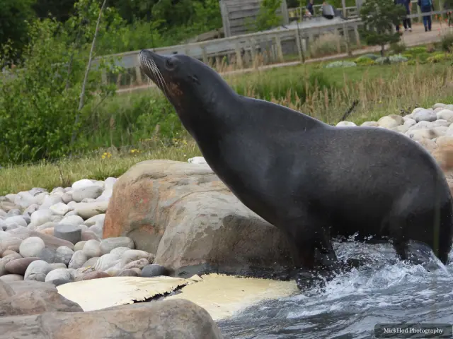 A California sea lion lifts its head above the water beside the rocky pool edge.