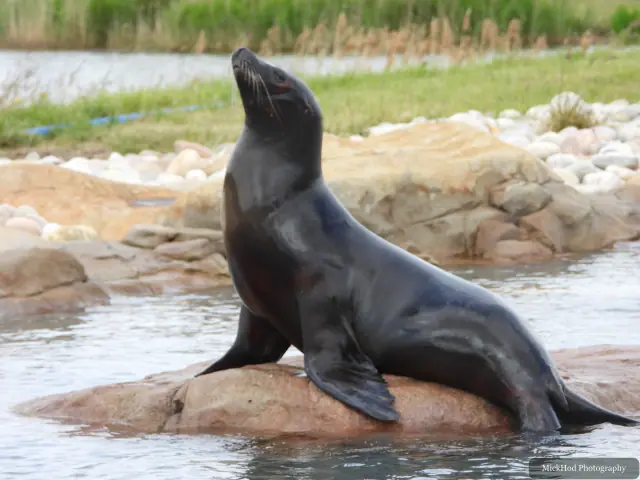 A California sea lion rests on a rock beside the pool.