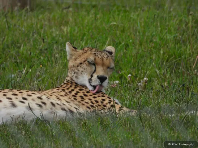 A cheetah rests on straw, its spotted coat visible in the shade.
