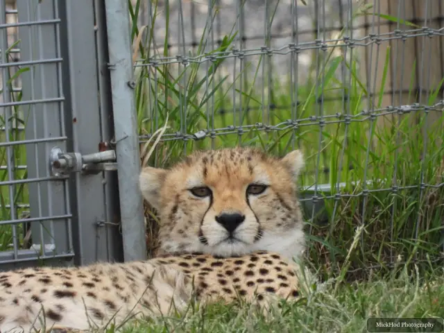 A close view shows a resting cheetah’s face and dark tear markings.