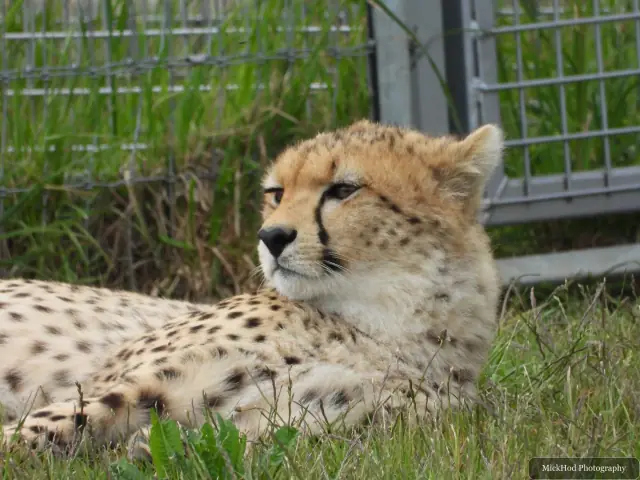 A cheetah lies quietly on straw, looking towards the camera.
