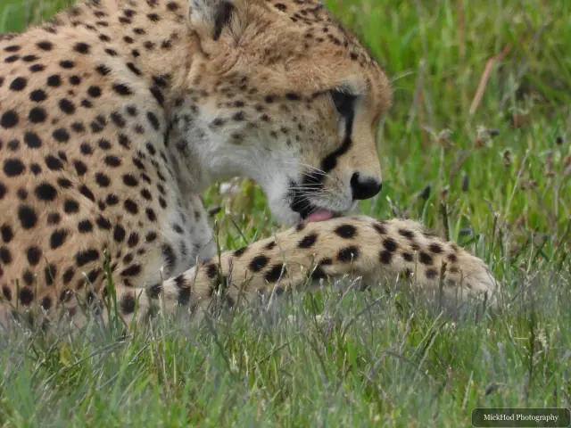 A cheetah relaxes in its enclosure with its spotted coat filling the frame.