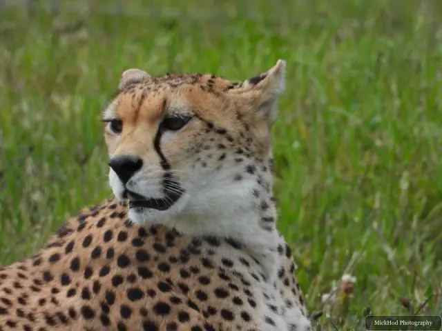 A close portrait captures a cheetah at rest.