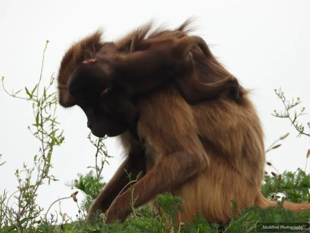 A close view of a gelada’s thick, shaggy coat as it sits among the group.
