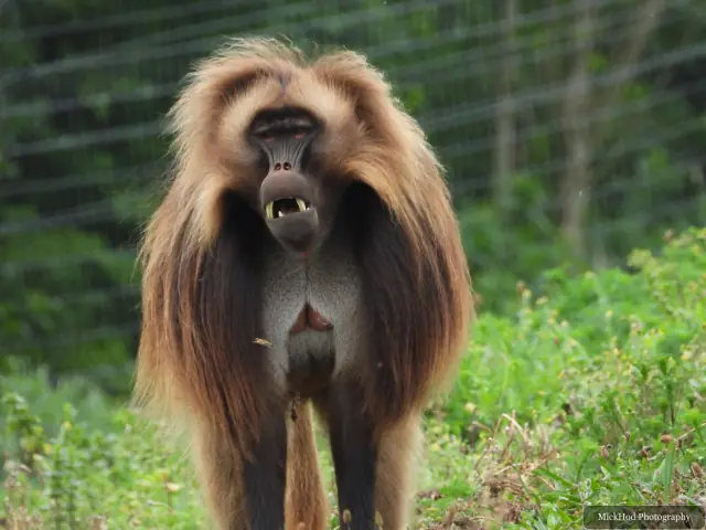 A gelada sits on the ground, its long fur hanging around its shoulders.