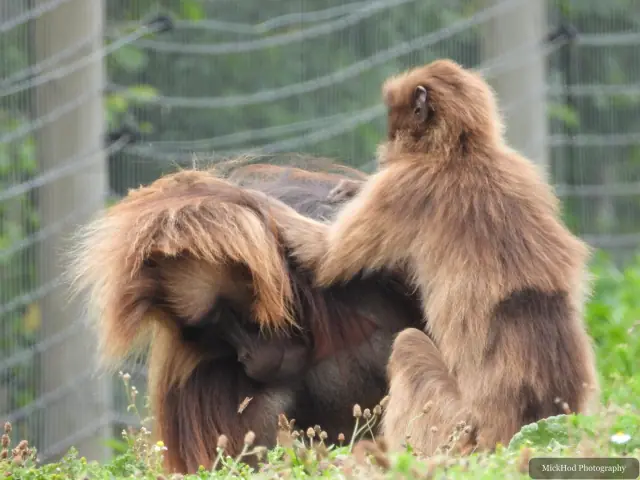 A gelada sits among the group, showing its dense brown coat.