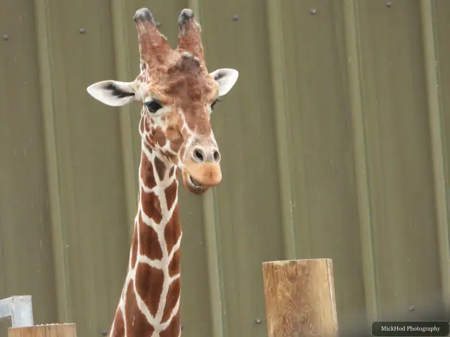 A giraffe stands in the enclosure, its patterned neck rising above the scene.