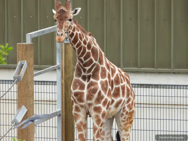 A closer portrait shows the giraffe’s patterned coat and long neck.