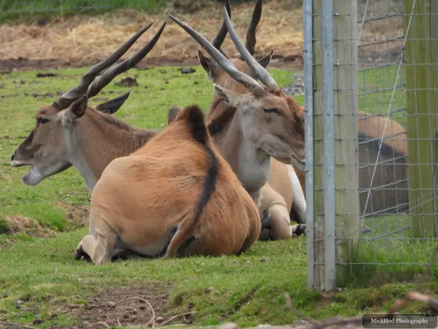 A common eland stands in the enclosure, its pale coat contrasting with the background.