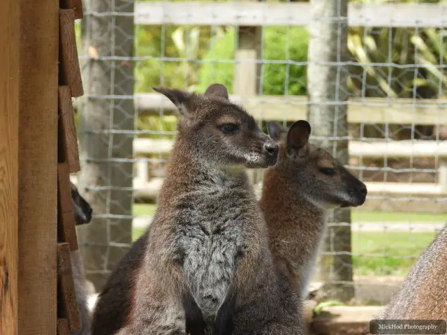 A wallaby sits in the grass and looks towards the camera.