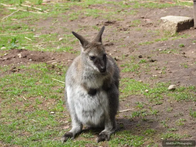 A wallaby rests on the ground in a patch of sunlight.