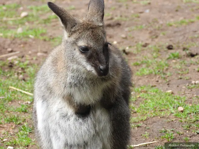 A wallaby sits quietly among the grass and enclosure plants.