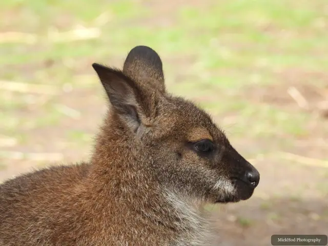 A close view of a wallaby resting with its ears raised.