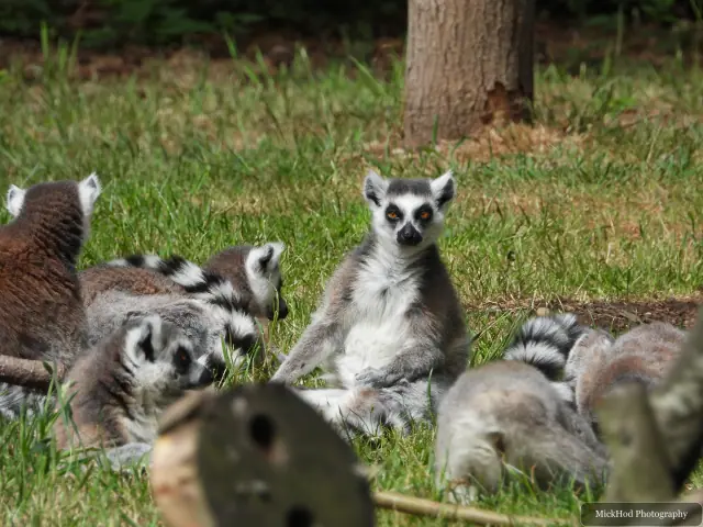 A ring-tailed lemur sits among the group, its bright eyes and facial markings visible.