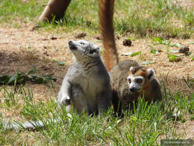 A ring-tailed lemur holds a leafy stem while feeding.